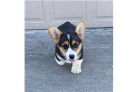 The pembroke welsh corgi puppies are merry and expressive but also intelligent and active. Corgi Puppies For Sale