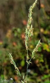 Image result for Kyllinga merxmuelleri