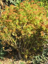 Image result for Crassula sarcocaulis