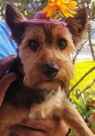 To participate in akc conformation shows, like those the breed standard places far more emphasis on exactly how specific parts of the yorkshire. Yorkshire Terrier Weight