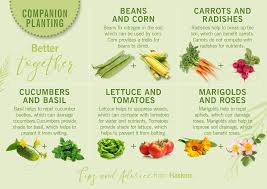 Companion planting: How to make your garden flourish this summer - Haskins  Garden Centres