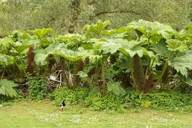 Image result for Gunnera