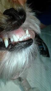 Like other members of the cat family, domestic cats are very effective predators. Dental Procedures James Street Vet Beenleigh