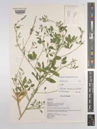 Image result for Microcharis annua