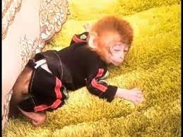 The Pocket Monkey Coco Was So Sleepy That He Had Peed In His Pants Super Huggable Cute Pics Cute Videos Cute Monkey Funny Gif Cute Pictures