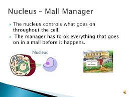 Mall • a cell is made up of many organelles. Cell Organelle Analogies Ppt Video Online Download
