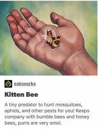 Kitten Bee Funny Post Cute Funny Animals Funny Cute Funny Memes