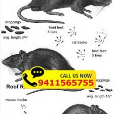 View other termite & pest control services in hyderabad. Himalayan Pest Control Services Roorkee Address Guru