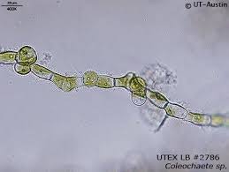 Image result for Coleochloa