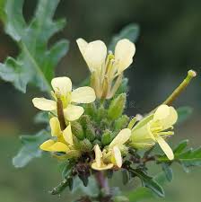 Image result for Erucastrum