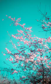Check out our arizona green tea selection for the very best in unique or custom, handmade pieces from our tea. Cherry Blossoms Have Begun Had To Recreate The Arizona Green Tea Aesthetic R Vaporwaveaesthetics