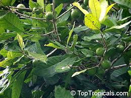 Image result for Pouteria pseudoracemosa