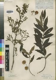 Image result for Combretum holstii