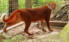 Di wilayah pantai tenggara beriklim. 8 Jenis Fauna Di Amerika Serikat Yang Khas Dan Langka Ilmugeografi Com