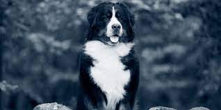 Ist hecheln wirklich ein grund um zum tierarzt zu gehen? Hund Hechelt Was Normal Ist Und Was Nicht Anicura Deutschland