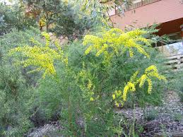 Image result for Acacia pilispina