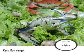 Canli Mavi Yengec Mavi