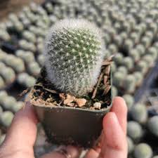 Image result for Clutia robusta