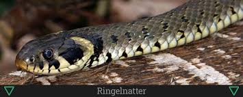 Die schlange gehört zur familie der nattern (colubridae) und kommt in mehreren unterarten vor. Die Ringelnatter Naturschutzgebiete Org