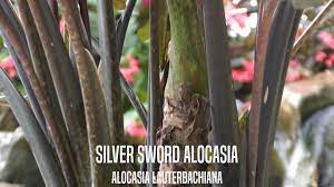 It is the pure heart of the wandering exorcist that is the true bane of evil. Earth Works Silver Sword Alocasia Facebook