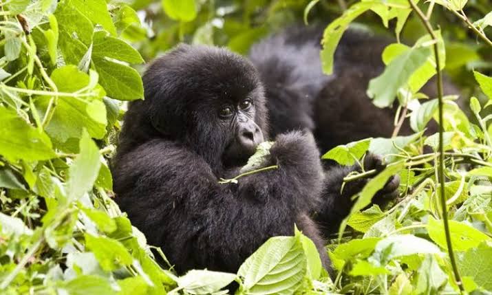 Luxury gorilla trekking safari in Uganda | Uganda Gorilla Trekking