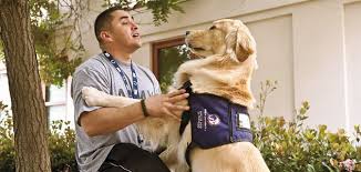 How Dogs Can Help Veterans Overcome Ptsd Science Smithsonian Magazine