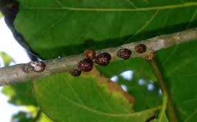 Image result for puklice švestková obrázek