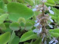 Image result for Equilabium laxiflorum