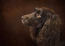 Kopek Dog Uzunsacli Longhaired Kopek Kedi