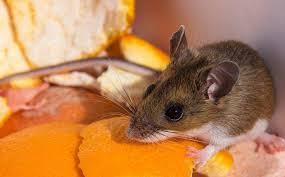 The best pest control services in san antonio. Blog Five Simple But Effective Rodent Control Tips For San Antonio Homeowners