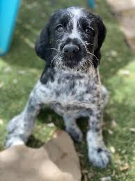 Pointerdor owners say these sturdy dogs are softies at heart and love to please their people. German Wirehaired Pointer Puppies For Sale