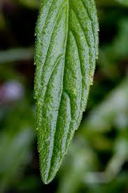 Image result for Leucas songeana