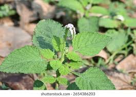 Image result for Heliotropium indicum