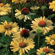 Pin On Flowers