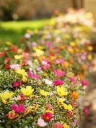 Stick them somewhere sunny and they're happy. 64 Ice Plants Moss Roses Ideas In 2021 Ice Plant Plants Planting Flowers