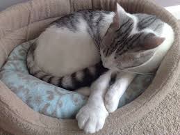 Like bee and wasp stings, first aid and patience as the symptoms weaken and disappear may be all that's required to deal with a caterpillar sting. What To Do When Your Cat Gets Stung By A Bee Love Meow
