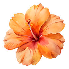 सफेद पृष्ठभूमि पर जल रंग नारंगी हिबिस्कस फूल कटआउट, संतरा, हिबिस्कुस, फूल  PNG चित्र और क्लिपपार्ट मुफ्त डाउनलोड के लिए