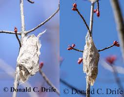 Image result for Cecropia