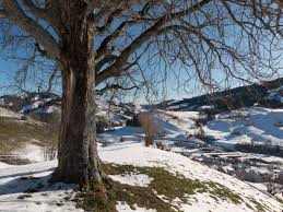 Urnäsch is a municipality in the canton of appenzell ausserrhoden, switzerland. Appenzellerland Wandern Schlitteln Ausflugstipps Unterwegs Mit Kind