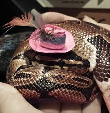 He is an enormous snake with an equally large appetite—specifically for mowgli the man cub. Scared Of Snakes Put A Hat On It Bored Panda