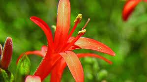 Image result for Aeollanthus neglectus