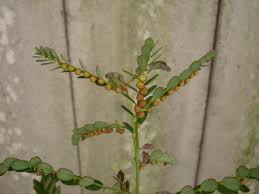 Image result for Phyllanthus udoricola