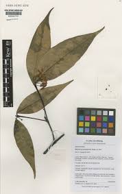 Image result for Malouetia bequaertiana