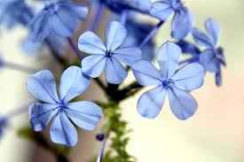Check spelling or type a new query. 16 Plants That Are Easy To Grow On The Patio Cafemom Com
