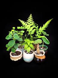 How to grow and care for island plants. Native Hawaiian Plant Centerpieces Plants Plant Centerpieces Growing Plants Indoors