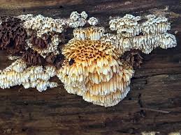 Image result for Pycnoporellus alboluteus