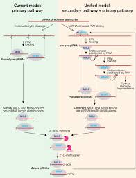 Piwi etkileşimli rna (pirna), hayvan hücrelerinde eksprese edilen küçük kodlamayan rna moleküllerinin en büyük sınıfıdır. A Single Mechanism Of Biogenesis Initiated And Directed By Piwi Proteins Explains Pirna Production In Most Animals Biorxiv