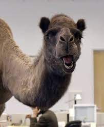 Brands and sports teams with the camel as their. Hump Day Hope Come On Say It Say It
