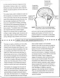 The nervous system is also divided functionally in terms of motor activities into the somatic and autonomic divisions. Nervous System Scientific Quotes Quotesgram