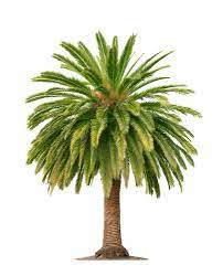 Palm Definition And Meaning Collins English Dictionary